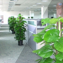 办公室绿化